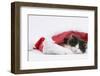 Black-And-White Kitten Sleeping in a Father Christmas Hat-Mark Taylor-Framed Premium Photographic Print