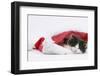 Black-And-White Kitten Sleeping in a Father Christmas Hat-Mark Taylor-Framed Premium Photographic Print