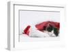 Black-And-White Kitten Sleeping in a Father Christmas Hat-Mark Taylor-Framed Premium Photographic Print