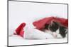 Black-And-White Kitten Sleeping in a Father Christmas Hat-Mark Taylor-Mounted Premium Photographic Print