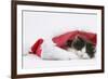 Black-And-White Kitten Sleeping in a Father Christmas Hat-Mark Taylor-Framed Photographic Print