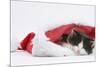 Black-And-White Kitten Sleeping in a Father Christmas Hat-Mark Taylor-Mounted Photographic Print