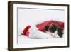 Black-And-White Kitten Sleeping in a Father Christmas Hat-Mark Taylor-Framed Photographic Print