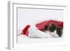 Black-And-White Kitten Sleeping in a Father Christmas Hat-Mark Taylor-Framed Photographic Print