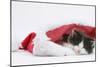 Black-And-White Kitten Sleeping in a Father Christmas Hat-Mark Taylor-Mounted Photographic Print