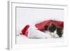 Black-And-White Kitten Sleeping in a Father Christmas Hat-Mark Taylor-Framed Photographic Print