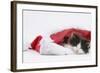 Black-And-White Kitten Sleeping in a Father Christmas Hat-Mark Taylor-Framed Photographic Print