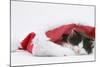 Black-And-White Kitten Sleeping in a Father Christmas Hat-Mark Taylor-Mounted Photographic Print