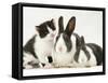 Black-And-White Kitten Smelling Grey-And-White Rabbits-Jane Burton-Framed Stretched Canvas