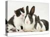 Black-And-White Kitten Smelling Grey-And-White Rabbits-Jane Burton-Stretched Canvas