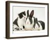 Black-And-White Kitten Smelling Grey-And-White Rabbits-Jane Burton-Framed Photographic Print