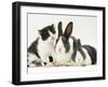 Black-And-White Kitten Smelling Grey-And-White Rabbits-Jane Burton-Framed Photographic Print