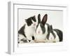 Black-And-White Kitten Smelling Grey-And-White Rabbits-Jane Burton-Framed Photographic Print