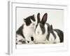 Black-And-White Kitten Smelling Grey-And-White Rabbits-Jane Burton-Framed Photographic Print