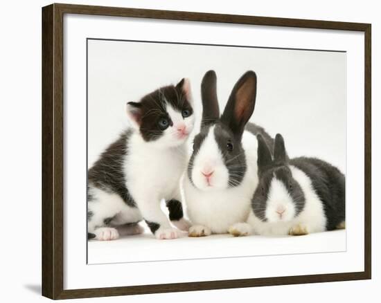 Black-And-White Kitten Smelling Grey-And-White Rabbits-Jane Burton-Framed Photographic Print