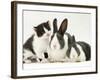 Black-And-White Kitten Smelling Grey-And-White Rabbits-Jane Burton-Framed Photographic Print