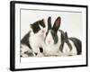 Black-And-White Kitten Smelling Grey-And-White Rabbits-Jane Burton-Framed Photographic Print