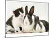 Black-And-White Kitten Smelling Grey-And-White Rabbits-Jane Burton-Mounted Photographic Print