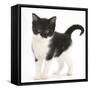 Black-And-White Kitten Standing, Against White Background Digitally Enhanced-Mark Taylor-Framed Stretched Canvas