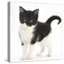 Black-And-White Kitten Standing, Against White Background Digitally Enhanced-Mark Taylor-Stretched Canvas