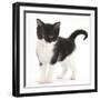Black-And-White Kitten Standing, Against White Background Digitally Enhanced-Mark Taylor-Framed Photographic Print