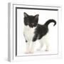 Black-And-White Kitten Standing, Against White Background Digitally Enhanced-Mark Taylor-Framed Photographic Print