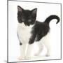 Black-And-White Kitten Standing, Against White Background Digitally Enhanced-Mark Taylor-Mounted Photographic Print