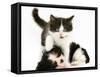 Black-And-White Kitten Walking Over Sleeping Cavalier King Charles Spaniel Puppy-Jane Burton-Framed Stretched Canvas