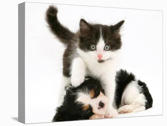 Black-And-White Kitten Walking Over Sleeping Cavalier King Charles Spaniel Puppy-Jane Burton-Stretched Canvas