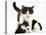 Black-And-White Kitten Walking Over Sleeping Cavalier King Charles Spaniel Puppy-Jane Burton-Stretched Canvas