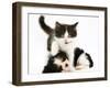 Black-And-White Kitten Walking Over Sleeping Cavalier King Charles Spaniel Puppy-Jane Burton-Framed Photographic Print