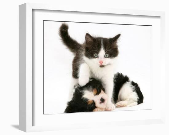 Black-And-White Kitten Walking Over Sleeping Cavalier King Charles Spaniel Puppy-Jane Burton-Framed Photographic Print