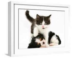 Black-And-White Kitten Walking Over Sleeping Cavalier King Charles Spaniel Puppy-Jane Burton-Framed Photographic Print