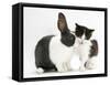 Black-And-White Kitten with Blue Dutch Rabbit-Jane Burton-Framed Stretched Canvas