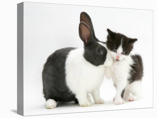 Black-And-White Kitten with Blue Dutch Rabbit-Jane Burton-Stretched Canvas