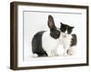 Black-And-White Kitten with Blue Dutch Rabbit-Jane Burton-Framed Photographic Print