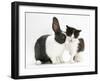 Black-And-White Kitten with Blue Dutch Rabbit-Jane Burton-Framed Photographic Print