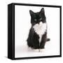 Black and White Kitten-null-Framed Stretched Canvas