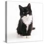 Black and White Kitten-null-Stretched Canvas