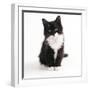 Black and White Kitten-null-Framed Photographic Print