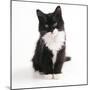 Black and White Kitten-null-Mounted Photographic Print