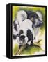 Black and White Lemur-Barbara Keith-Framed Stretched Canvas