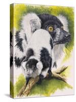 Black and White Lemur-Barbara Keith-Stretched Canvas