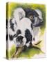 Black and White Lemur-Barbara Keith-Stretched Canvas