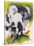 Black and White Lemur-Barbara Keith-Stretched Canvas