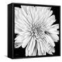 Black and White Love II-Donnie Quillen-Framed Stretched Canvas