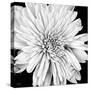 Black and White Love II-Donnie Quillen-Stretched Canvas