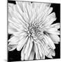 Black and White Love II-Donnie Quillen-Mounted Art Print
