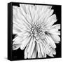 Black and White Love II-Donnie Quillen-Framed Stretched Canvas