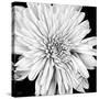 Black and White Love II-Donnie Quillen-Stretched Canvas
